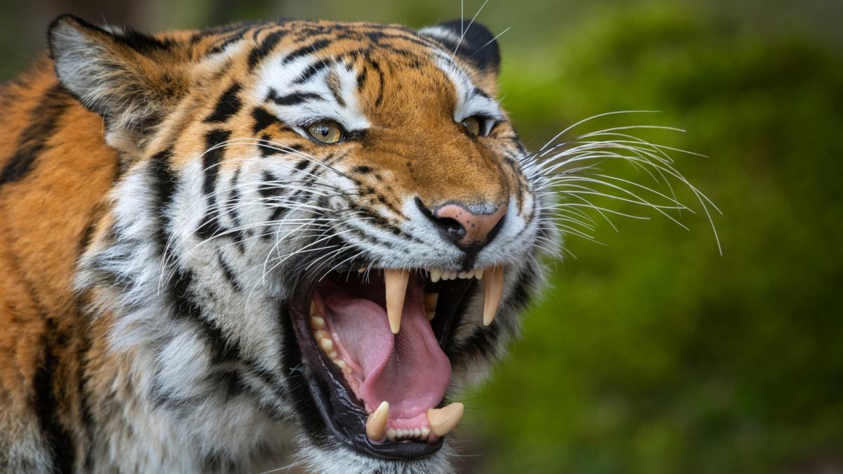 momentul in care un tigru siberian ataca un fermier a devenit viral care este motivul