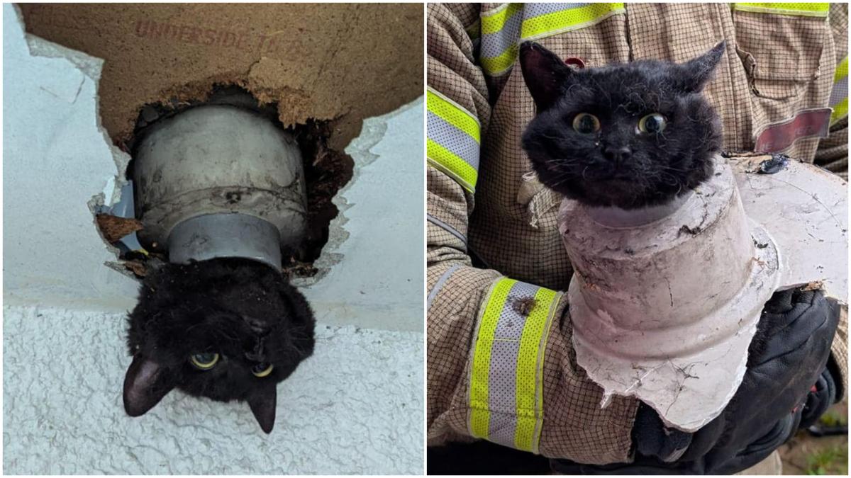 aventurile unei pisici curioase care a ramas cu capul blocat intr o teava de scurgere