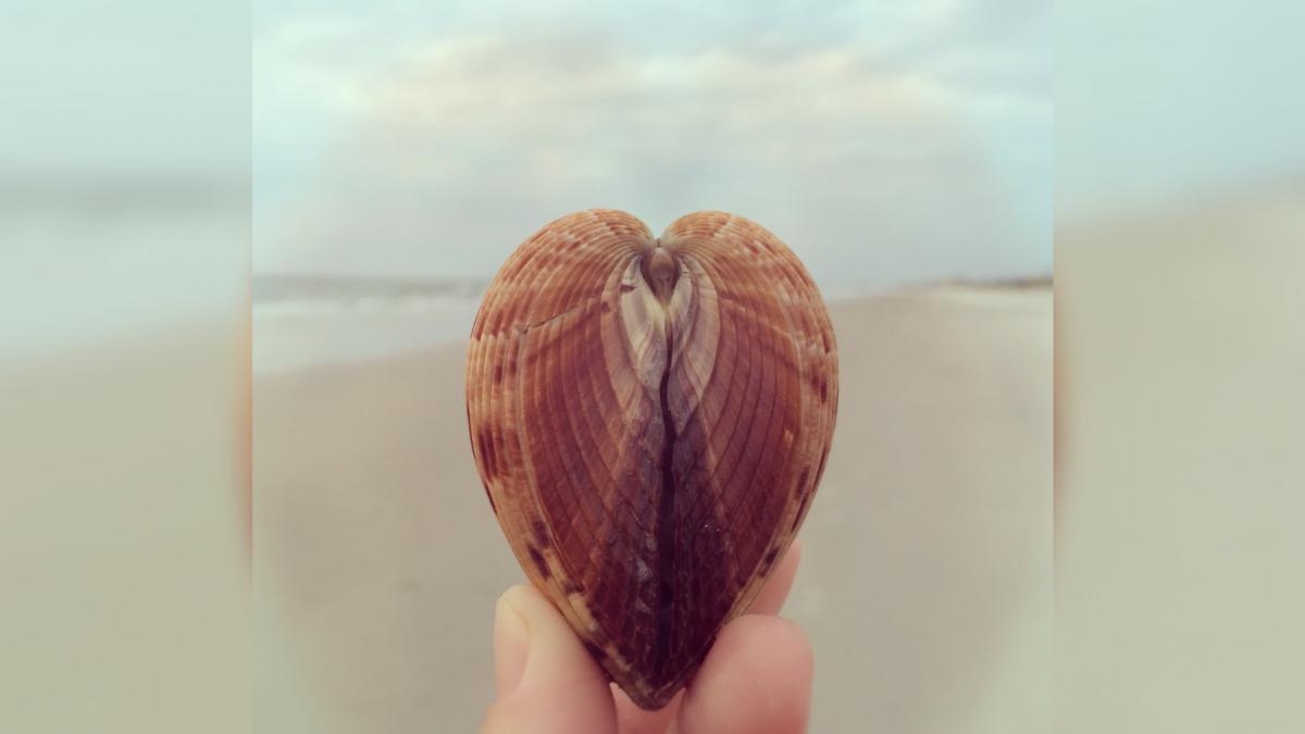 cum scoicile in forma de inima ar putea duce la tehnologii de internet mai rapide si mai ieftine