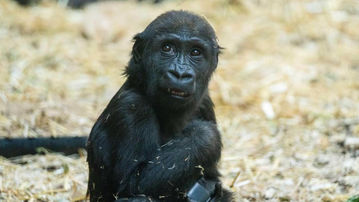 tragedie la o gradina zoo o gorila de 2 ani a murit intr un accident provocat de o eroare umana