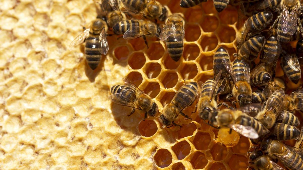 misterul mierii nebune se gaseste in doar doua locuri din lume este vindecatoare dar cantitatea gresita te poate baga in spital