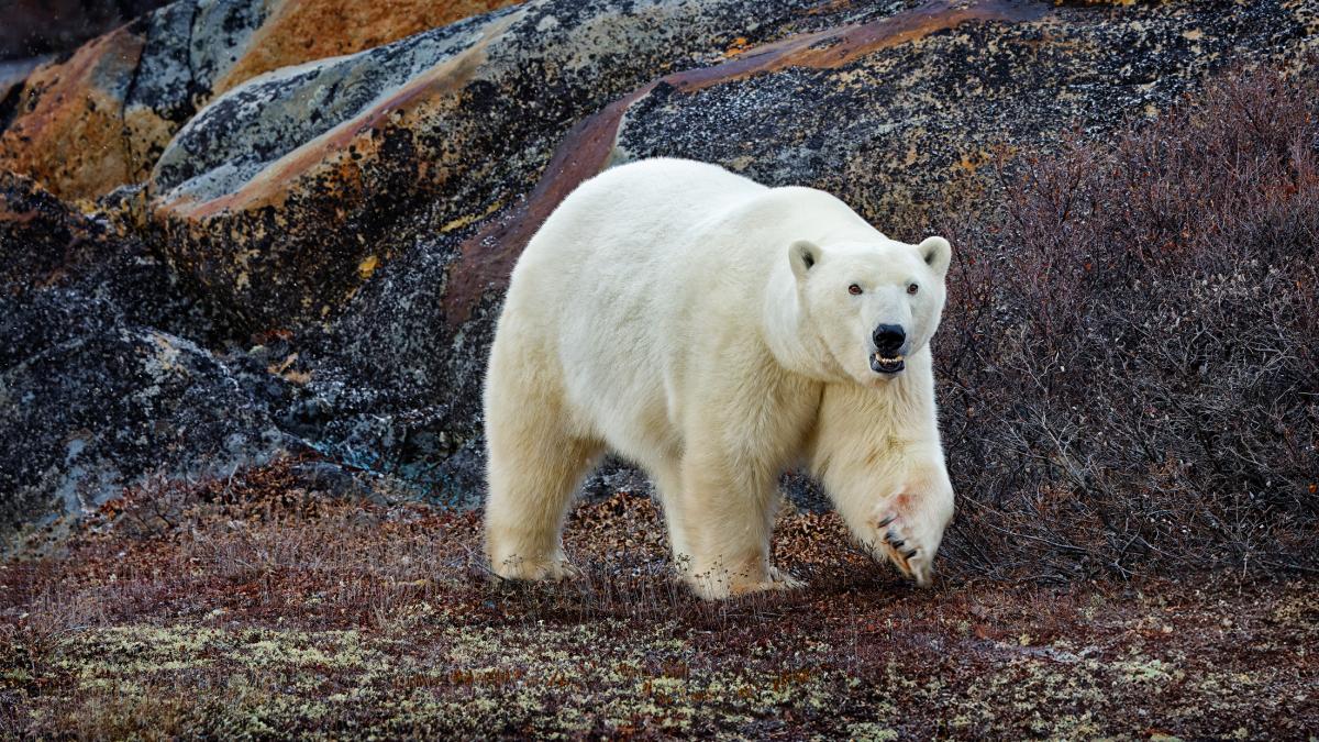 o femeie a fost atacata de un urs polar chiar in fata casei sale in canada sotul ei a sarit pe animal ca sa o salveze