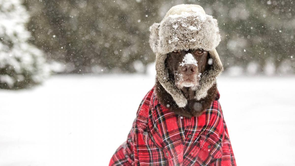 cod galben de ninsori si ploi stratul de zapada va avea pana la 25 cm 5 judete ale tarii sunt vizate de avertizarile meteo