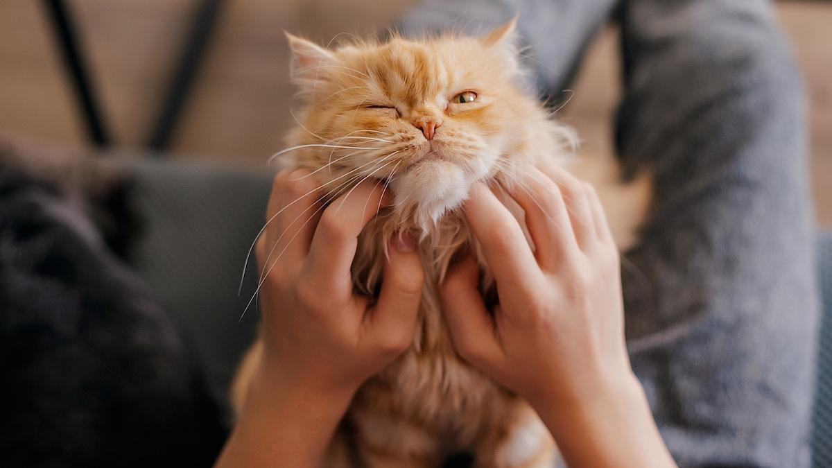 de ce apare culoarea portocalie la pisici oamenii de stiinta au descoperit cauza