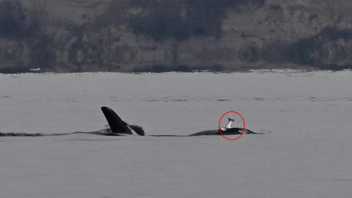 ce inseamna obiceiul sinistru al balenelor ucigase din nord vestul coastei americane au fost surprinse purtand pesti morti pe cap