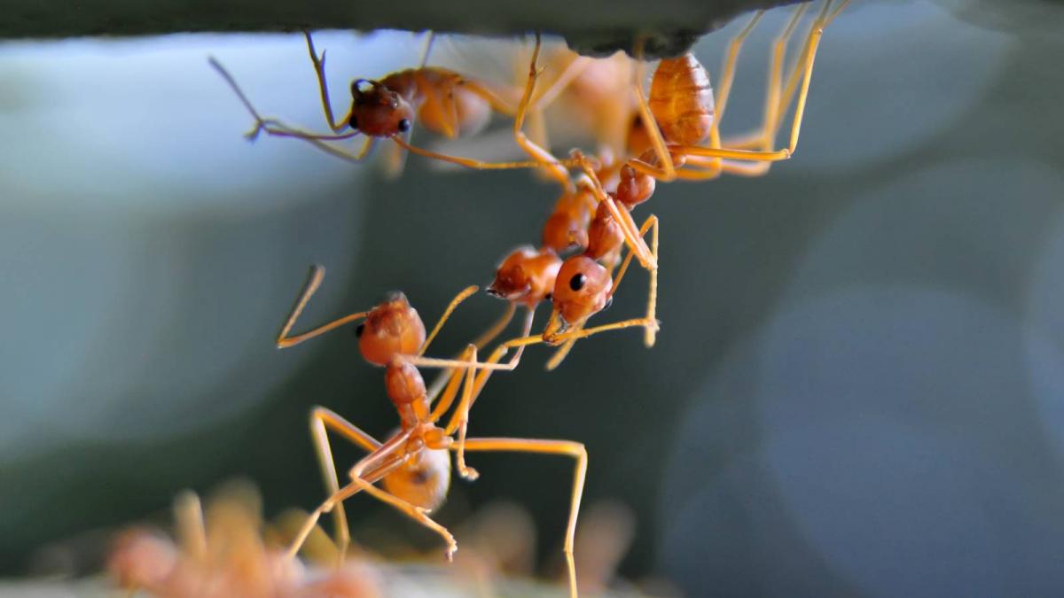 lectie de viata si de moarte din partea furnicilor rosii cum se ajuta reciproc in fata amenintarilor la adresa sanatatii