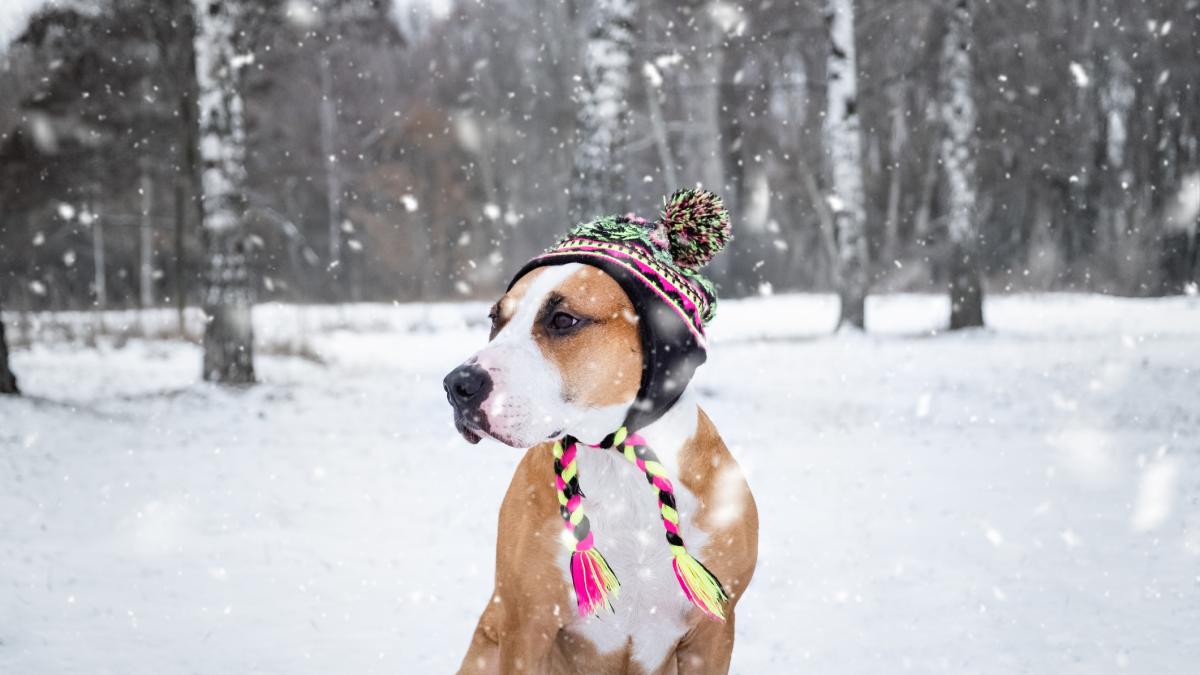 vremea de incalzeste saptamana viitoare dar de craciun se raceste si vin ninsorile prognoza meteo pana la mijlocul lunii ianuarie
