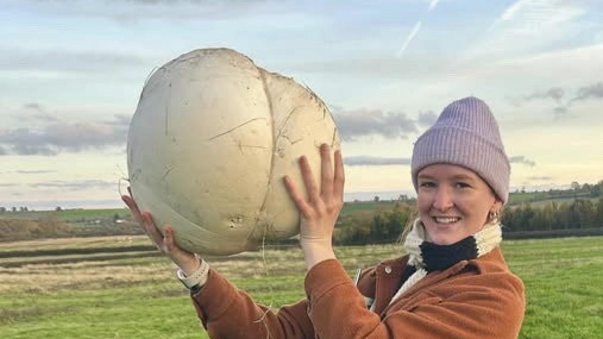 o femeie a gasit pe camp o ciuperca uriasa familia ei a mancat o saptamana din ea si tot nu s a terminat