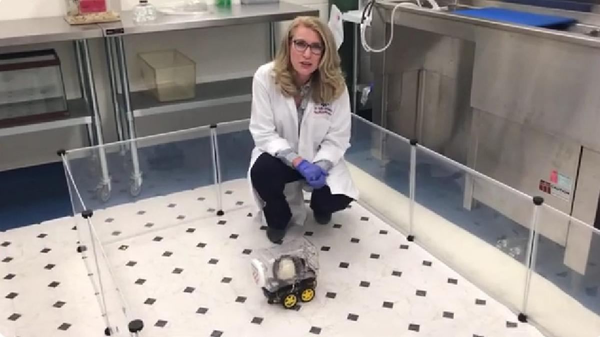 oamenii de stiinta au invatat sobolanii sa conduca si le place