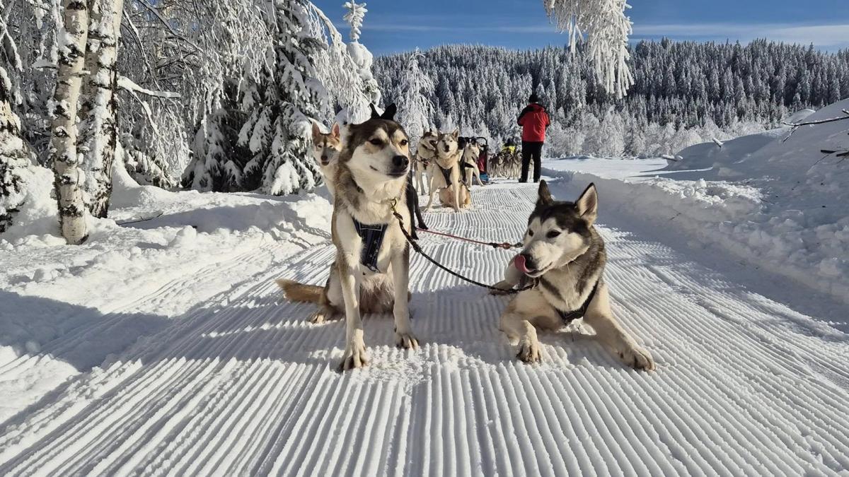 si in romania poti trai o experienta ca n laponia unde te poti plimba cu saniile trase de caini husky si in romania poti trai o experienta ca n laponia unde te poti plimba cu saniile trase de caini husky