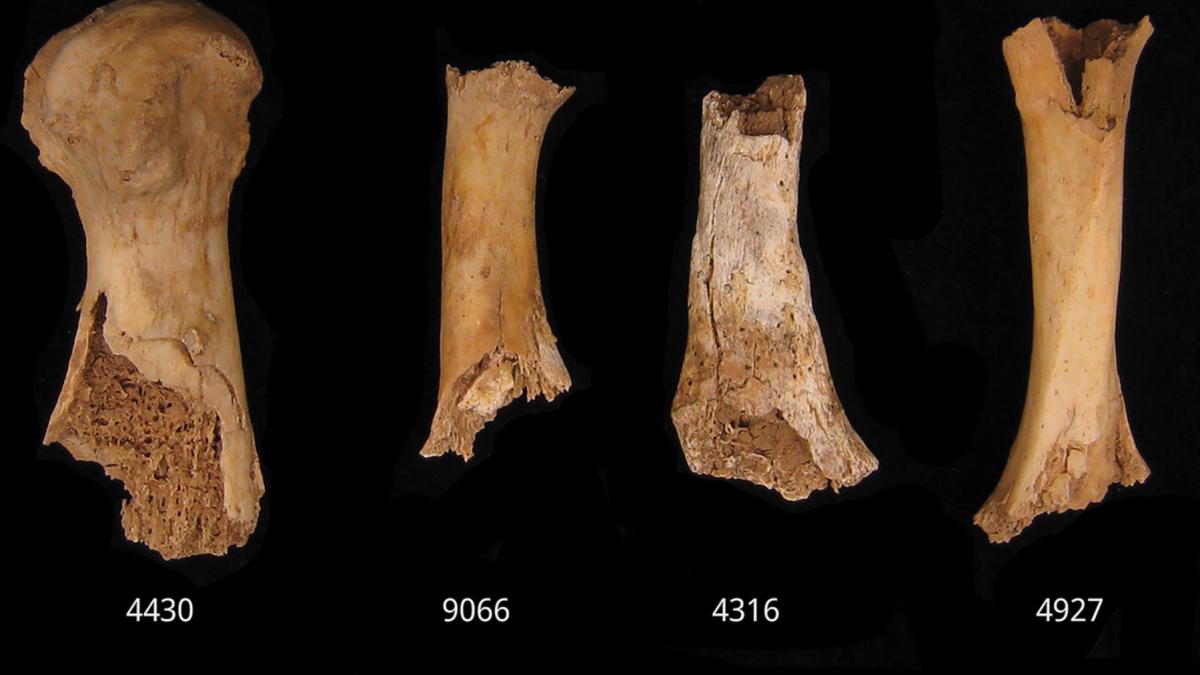 descoperire arheologica socanta cercetatorii au fost oripilati de dovezile canibalismului din epoca bronzului ceva oribil