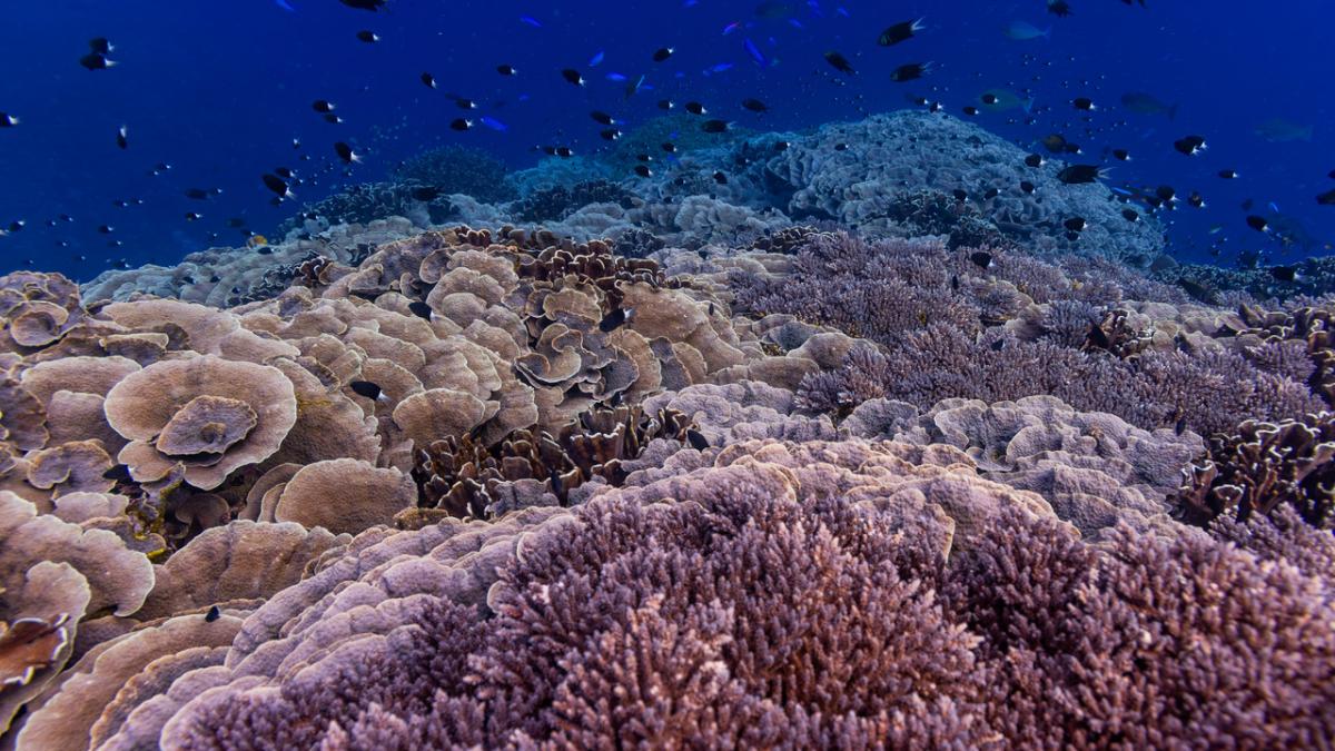 crizele economice si de mediu sunt interconectate 50 din economia lumii depinde de natura si cheltuim mai mult sa o distrugem