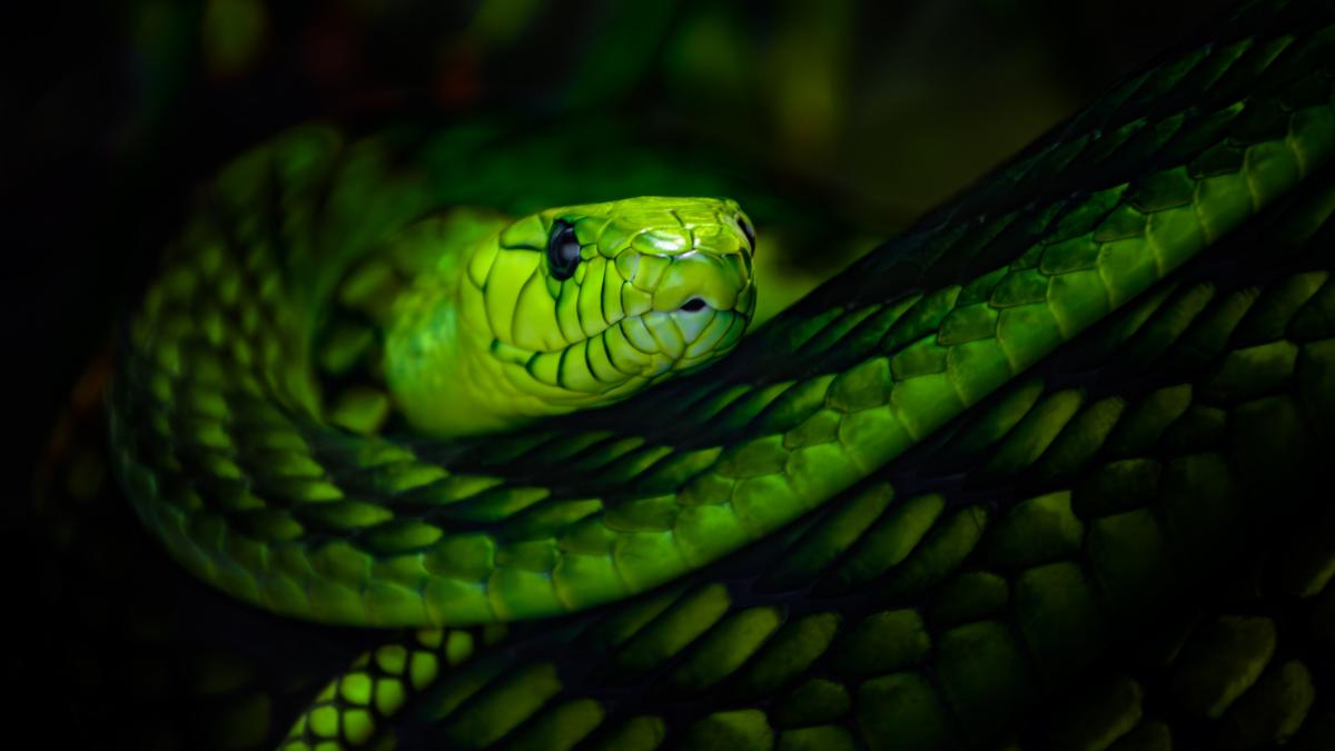 de ce cumpara rusii serpi vii pentru cadoul de craciun autoritatile din moscova sunt in alerta