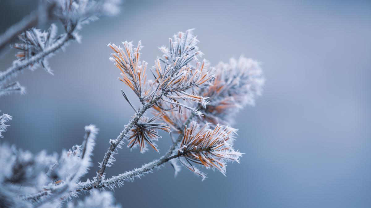 cod galben de ceata densa si depuneri de chiciura in 16 judete