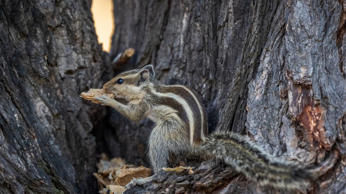 descoperire surprinzatoare a unui studiu american veveritele devin carnivore si se hranesc cu alte rozatoare