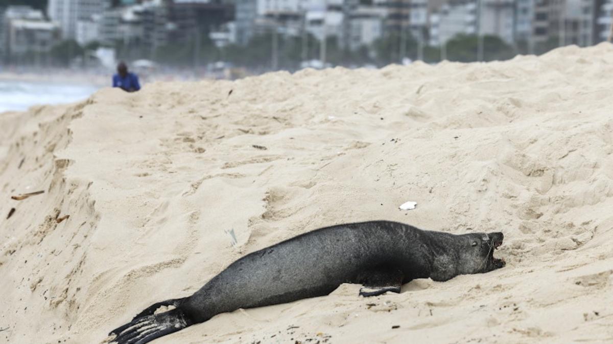 un leu de mare a ajuns din antarctica pe plaja ipanema din rio de janeiro