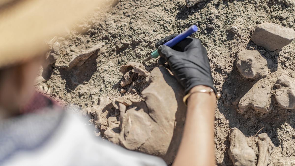 fosilele unui pradator asemanator unui caine descoperite de cercetatori ar fi cea mai apropiata ruda a mamiferelor de astazi