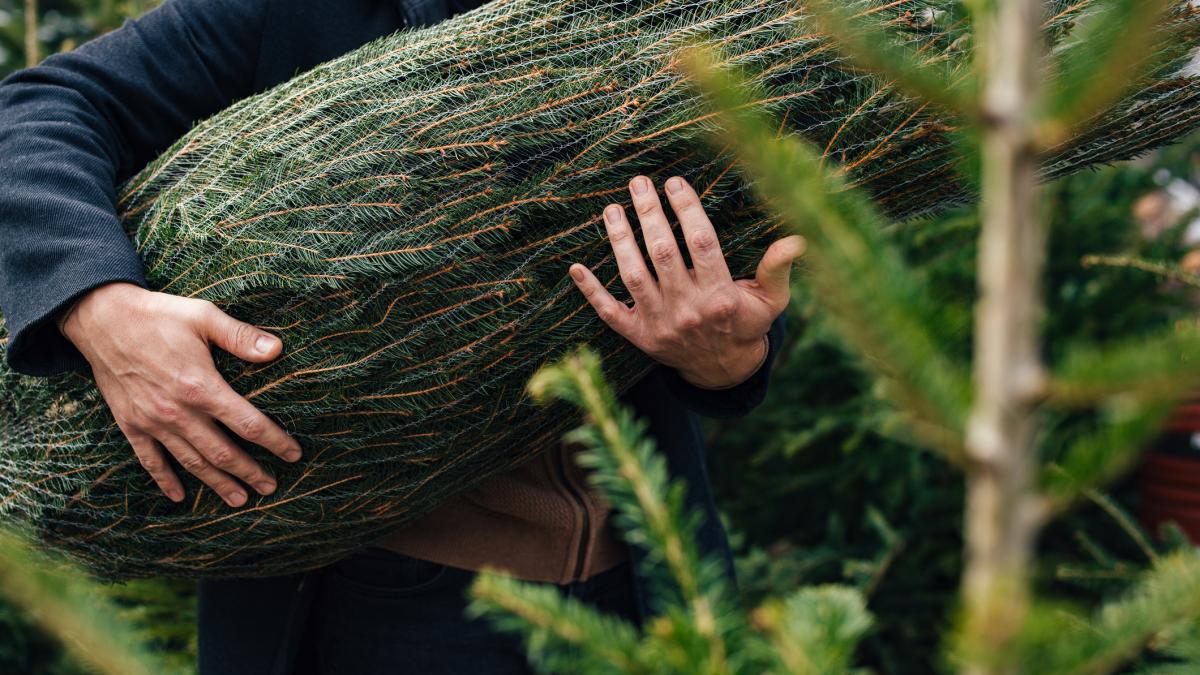 momentul in care un hot pleaca cu bradul de craciun din centrul unui oras din italia