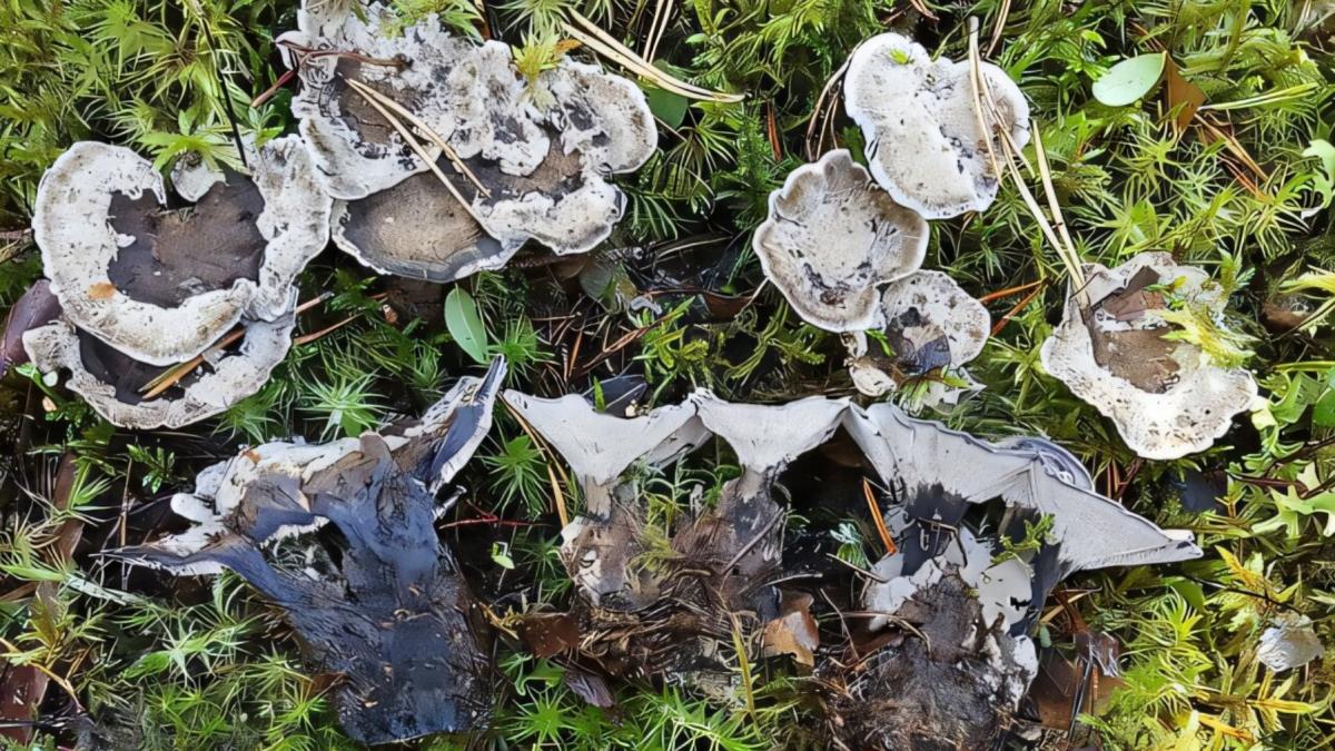 ciuperca otravitoare cu dinti sau palmierul fantoma cum arata cele mai ciudate plante si ciuperci descoperite in 2024