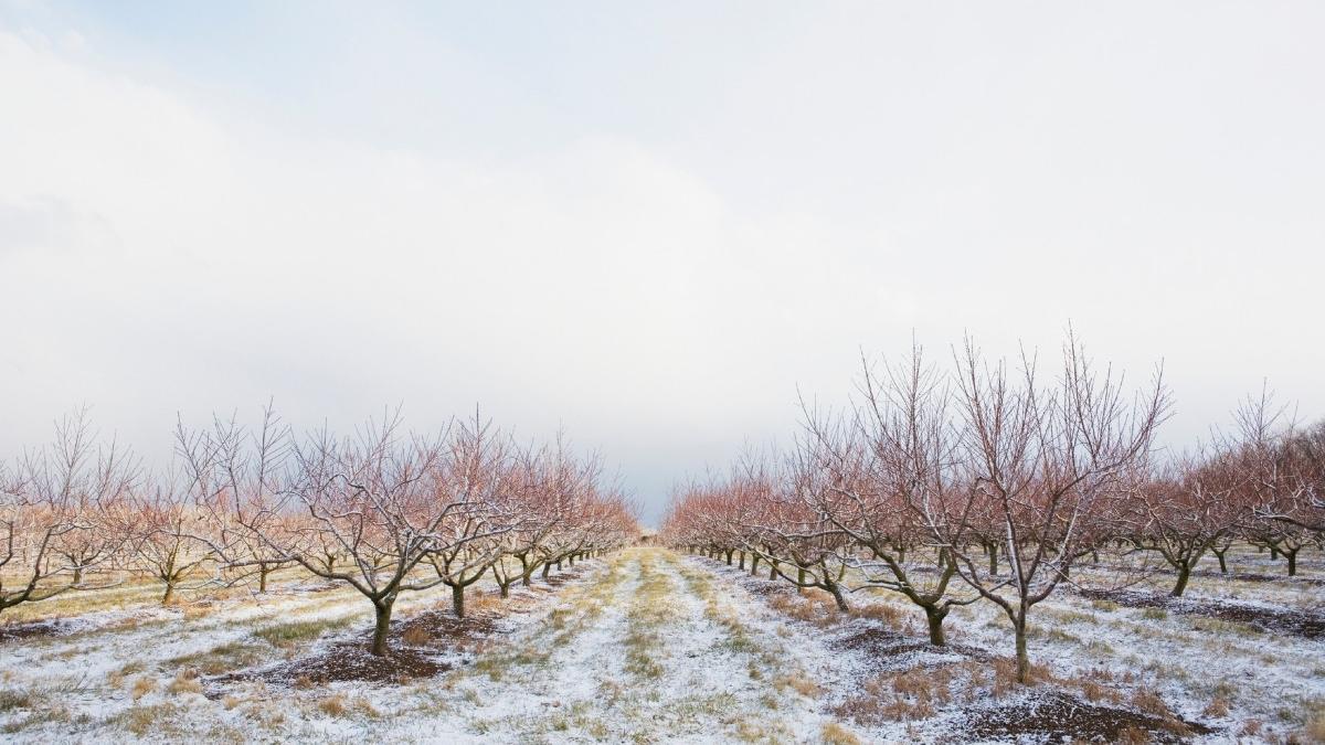 cum trebuie ingrijiti pomii din livada iarna respectati doza standard pentru rezultate optime