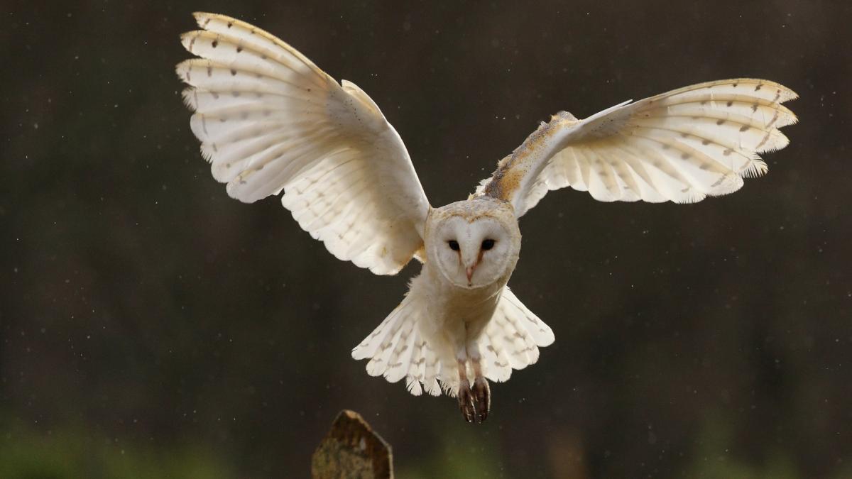 cercetatorii au descoperit cum bufnitele albe folosesc lumina lunii pentru a vana fara sa fie observate