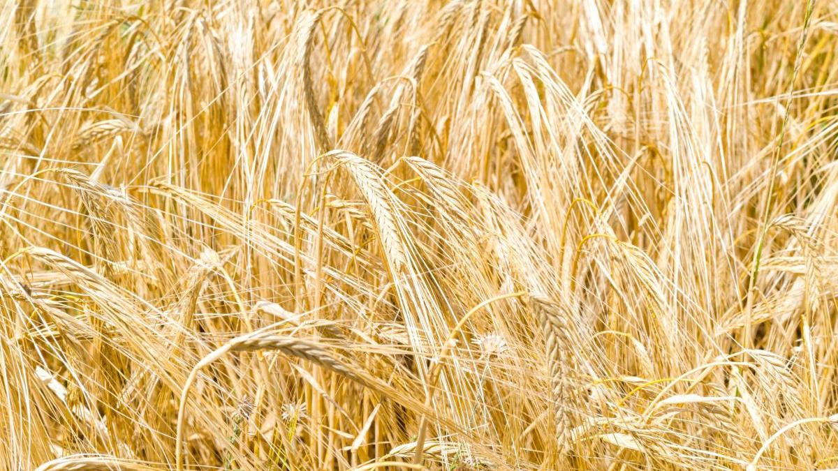 cu cat se vinde terenul arabil in romania cel mai ieftin este hectarul de pamant in judetele din nord vest