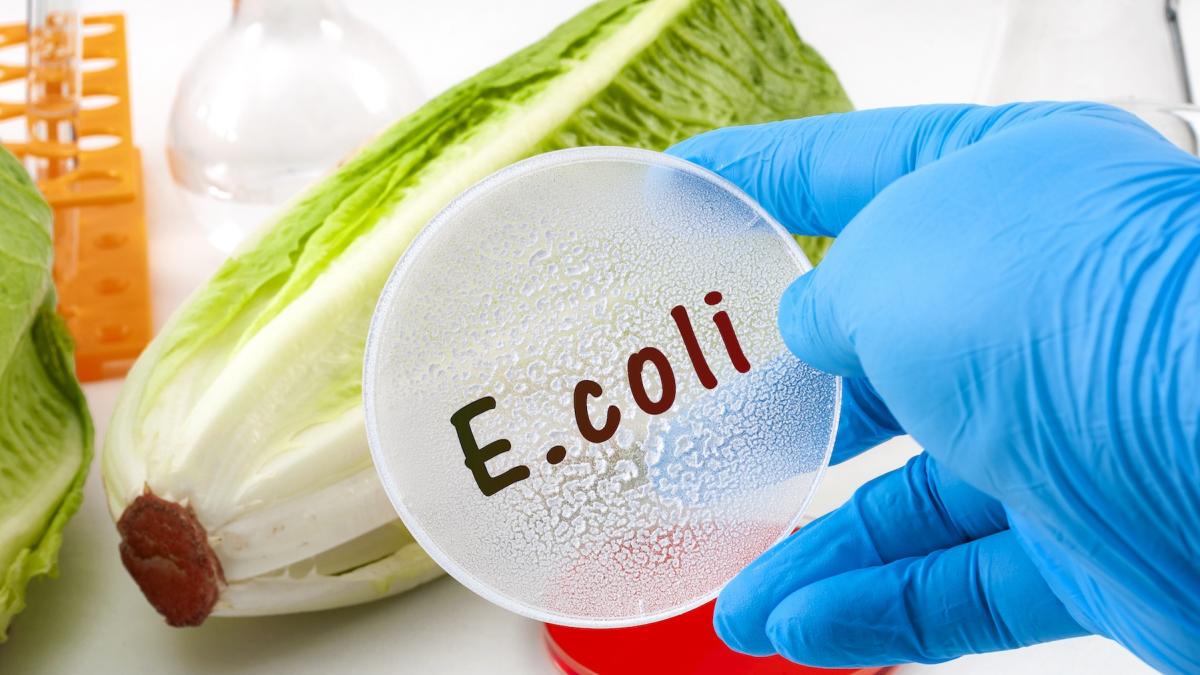 cum sunt contaminate alimentele cu e coli care este cea mai comuna sursa de infectare