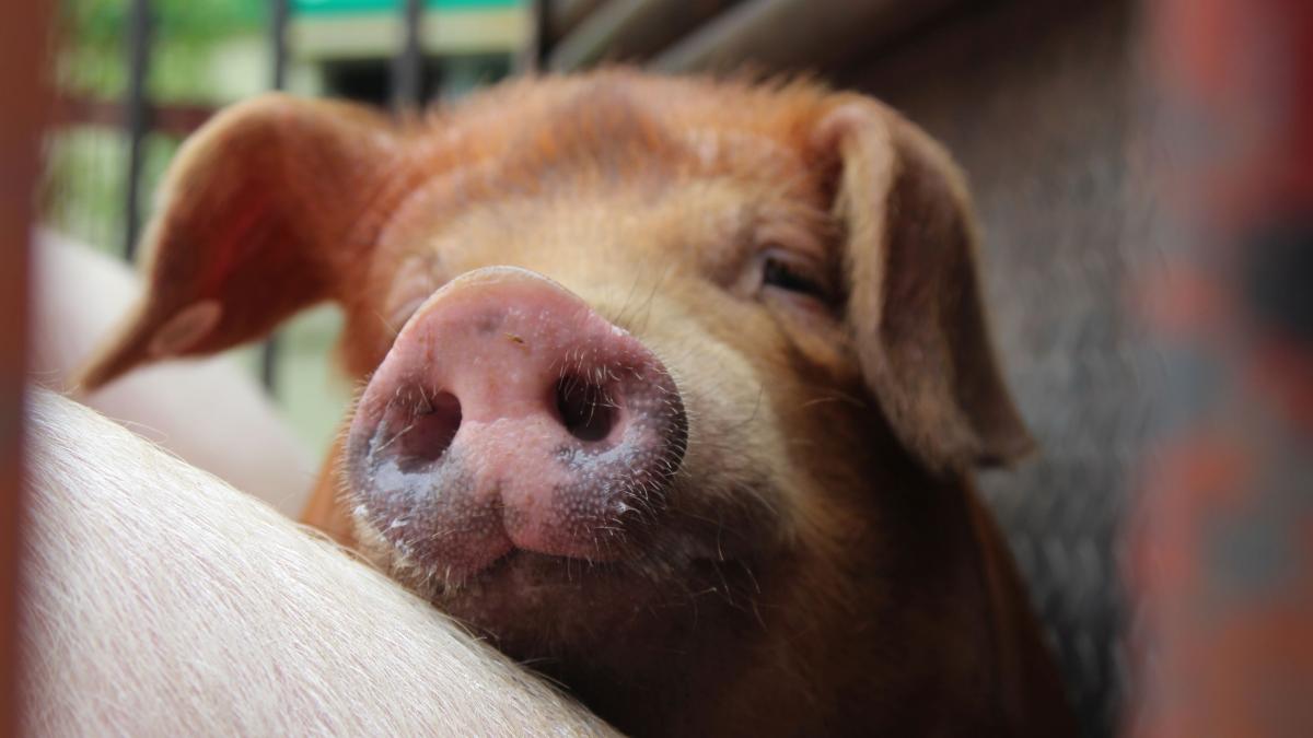 niste romani din italia au taiat porcul de craciun dar n au stiut ca n au voie acum risca amenda de 30 000 de euro sau inchisoare