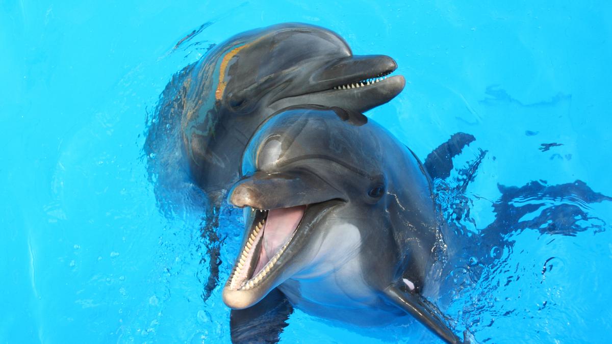 animalele care isi dau cadouri de ce isi fac daruri gaitele albastre delfinii si maimutele