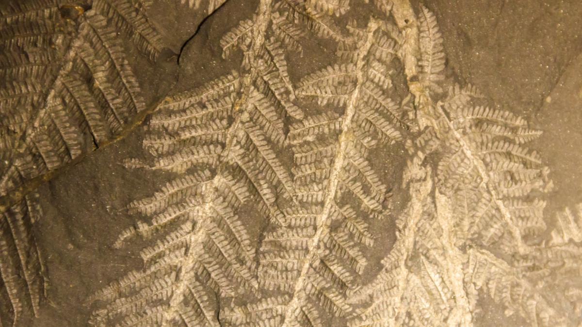 cercetatorii au descoperit o planta misterioasa care a crescut in urma cu 47 de milioane de ani