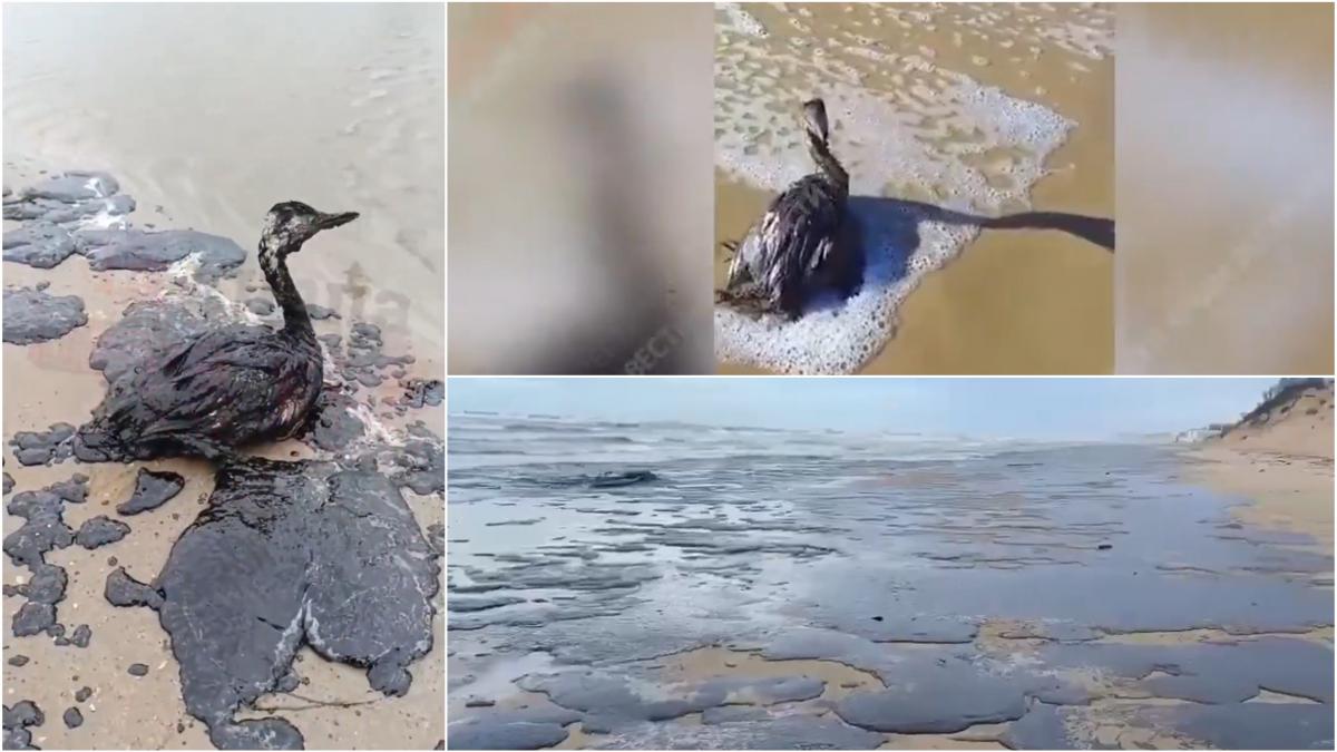 dezastru ecologic in marea neagra oamenii de stiinta rusi critica public autoritatile e de neimaginat