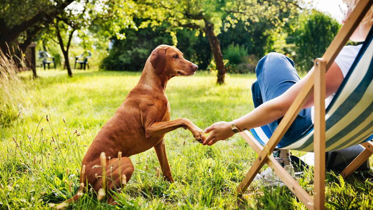 o pastila cu aroma de vita si un medicament ieftin ar putea prelungi semnificativ viata oamenilor ce spun studiile facute pe caini