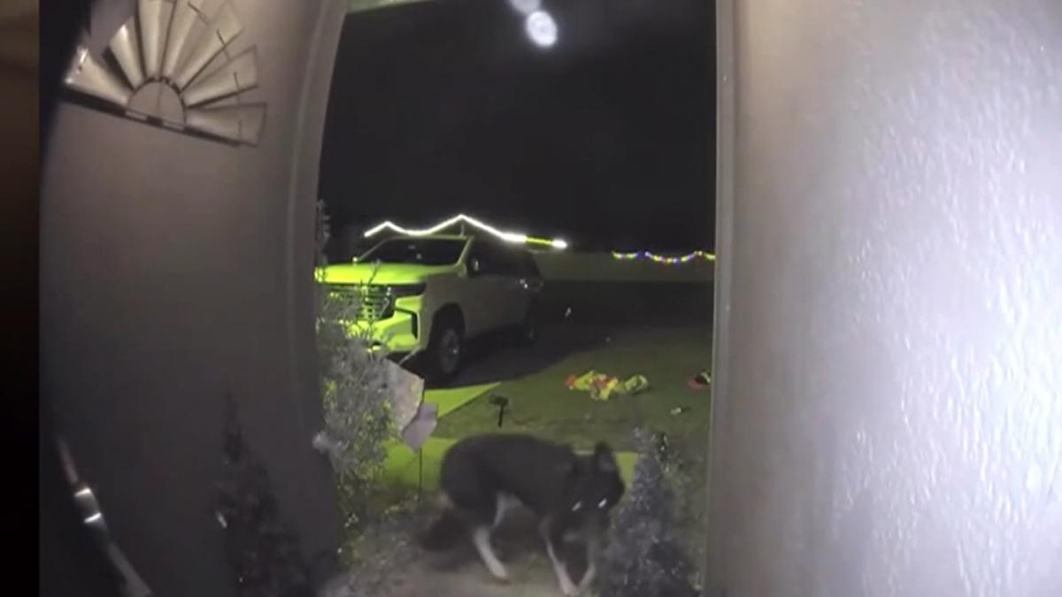 cainele disparut al unei familii a gasit drumul catre casa si a sunat la usa ca sa anunte ca s a intors