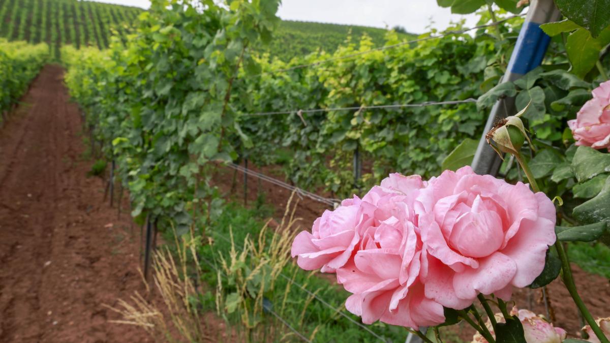 ce este compostul uman si de ce aleg din ce in ce mai multi oameni o inmormantare verde