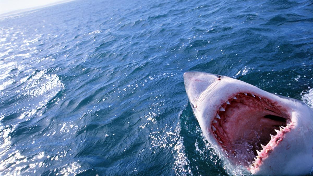 un barbat din australia iesit la pescuit cu familia a fost muscat de gat de un rechin si a murit