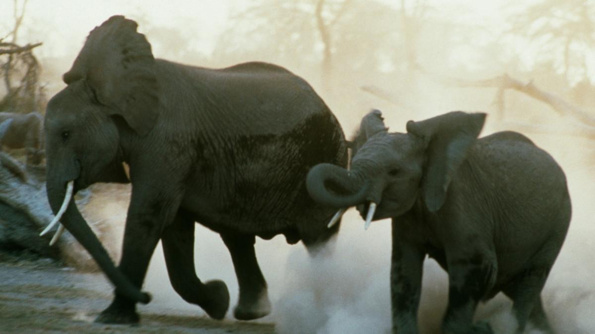 o femeie a fost ucisa in propria casa de o turma de elefanti