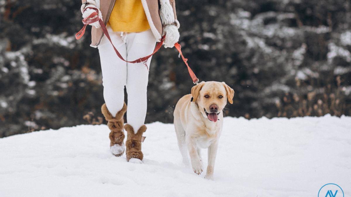 cainele de care aveti grija are nevoie de antiparazitare externe vedeti produsele de la vero anima