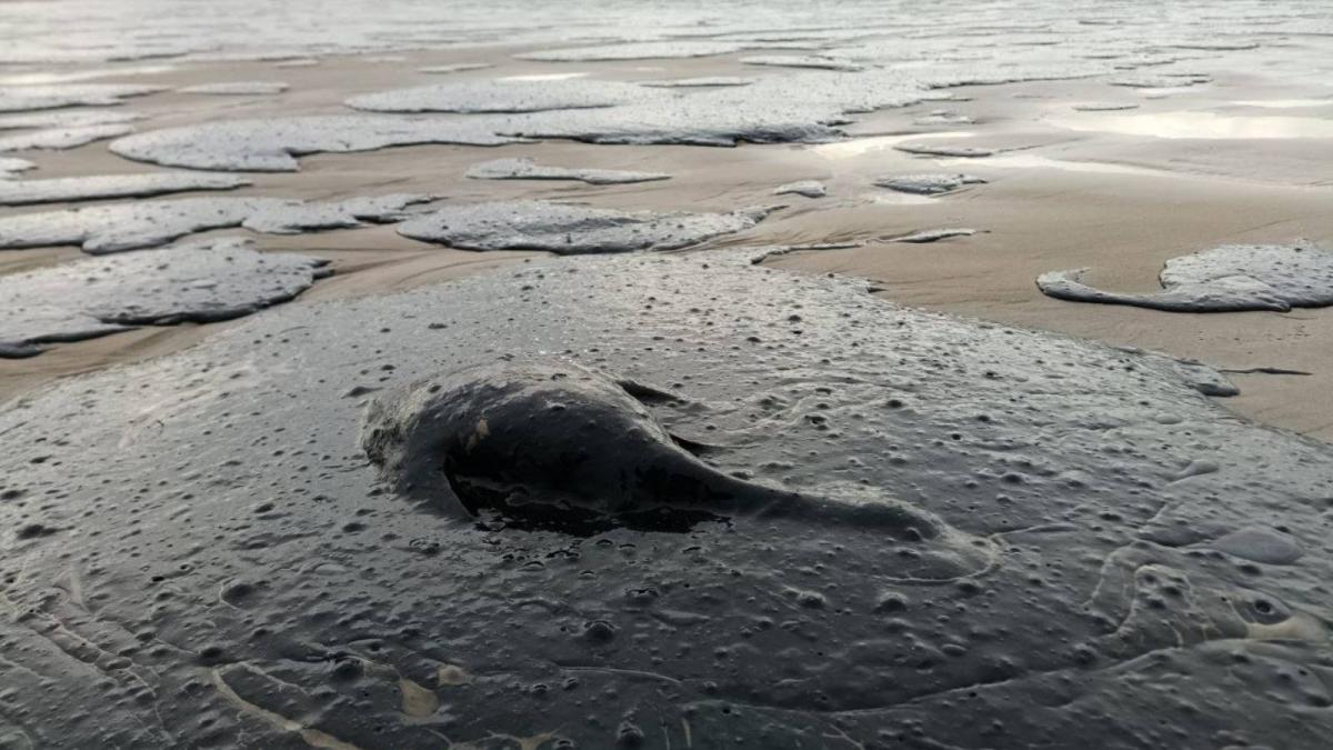dezastrul ecologic din marea neagra poluarea se extinde in crimeea si rusia dupa scufundarea petrolierelor rusesti
