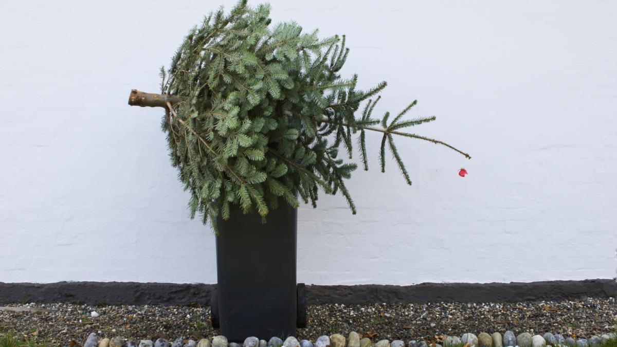 brazii de craciun colectati gratuit in bucuresti unde trebuie lasati in functie de sector se dau amenzi pentru depozitare ilegala