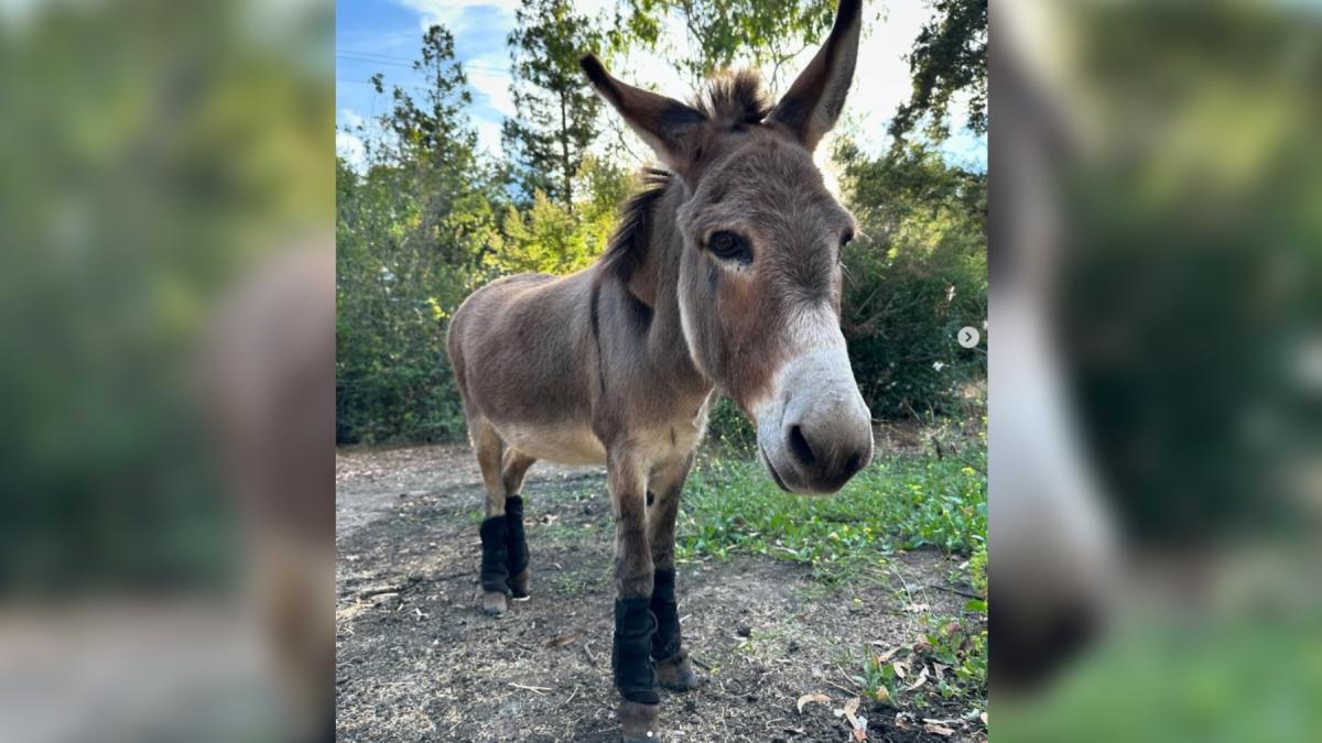 magarul perry care a inspirat personajul donkey din shrek a murit la 30 de ani