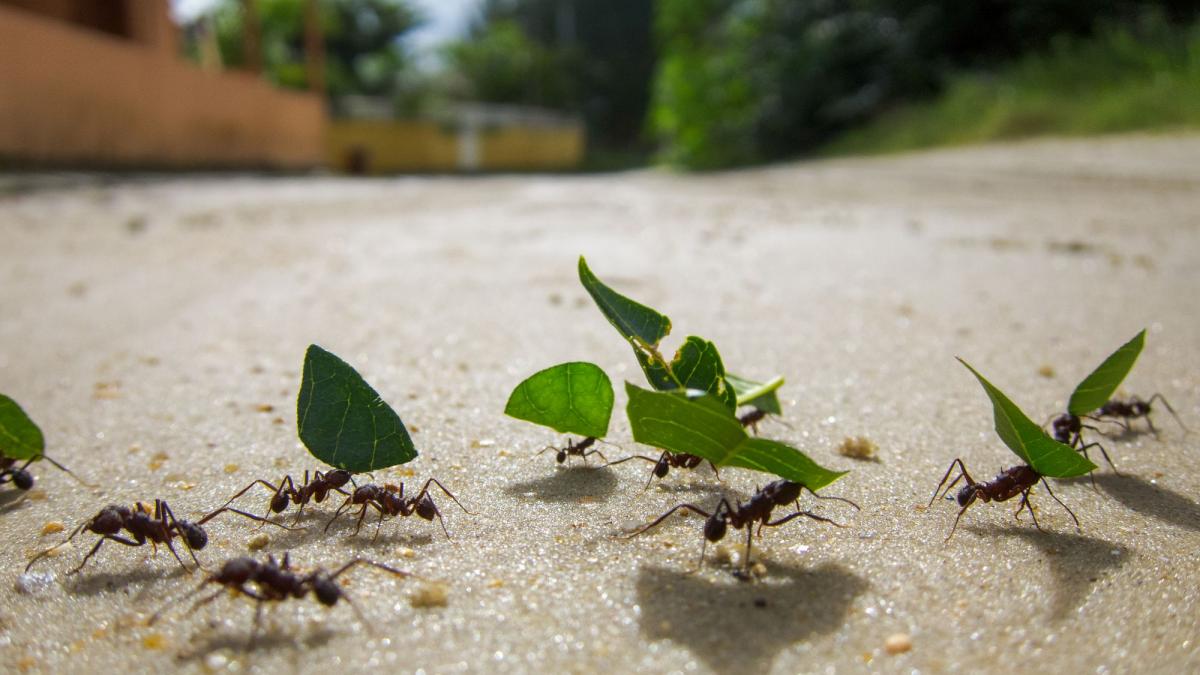 furnicile sunt mai inteligente decat oamenii insectele au castigat testul labirintului
