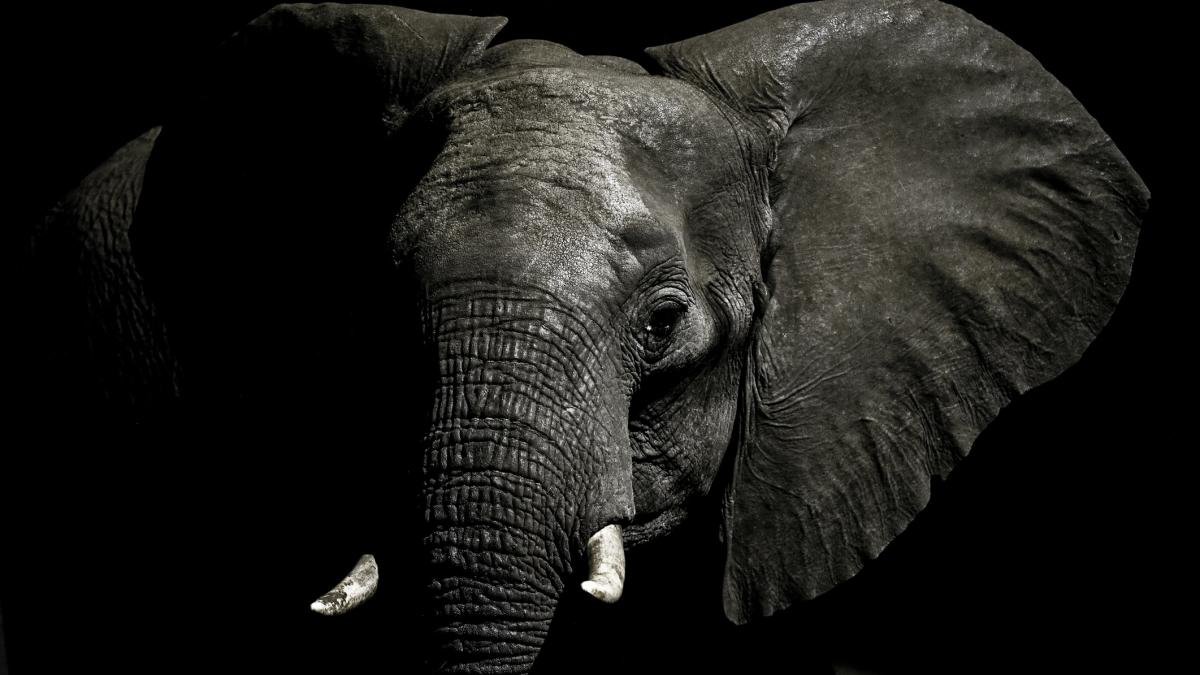 un elefant a ucis o turista care il imbaia in thailanda animalul ar fi fost cuprins de panica