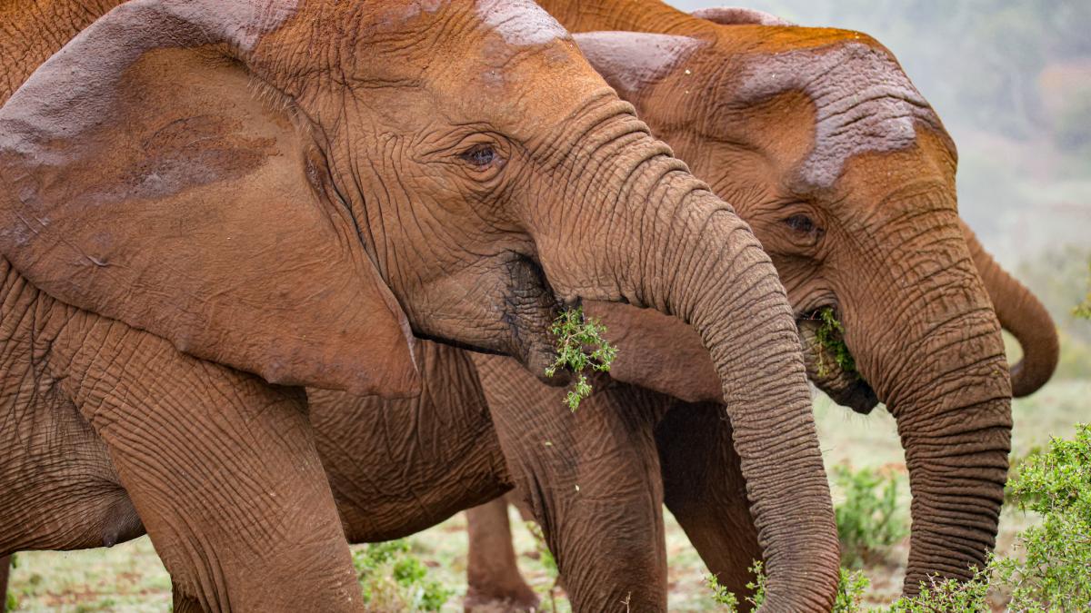 cum s au adaptat animalele la oameni elefantii si au pierdut coltii si copacii s au micsorat