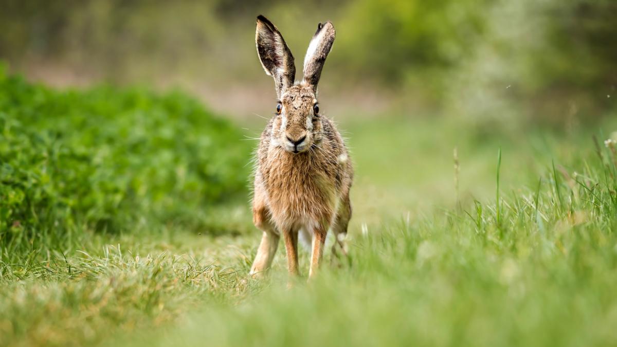 ce este tularemia sau febra iepurelui boala care se raspandeste in sua cum se transmite