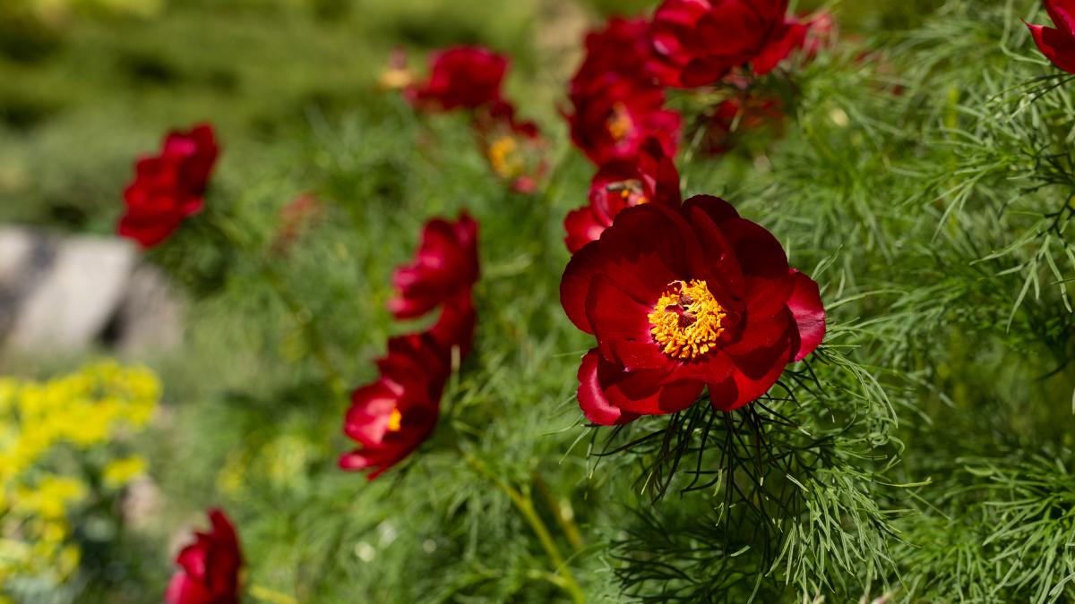 rezervatia de bujori de la zau de campie va fi supravegheata video oamenii distrug si fura florile
