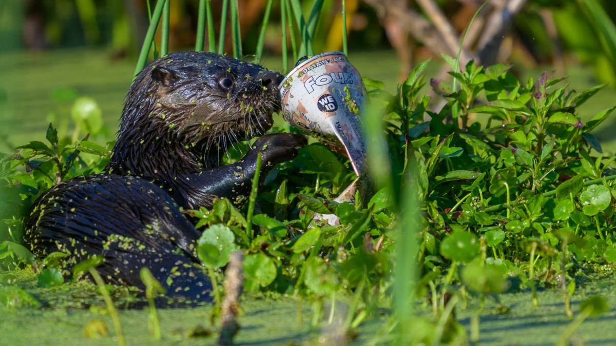 un sfert din fauna salbatica de apa dulce este amenintata cu disparitia concluziile alarmante ale unui nou studiu