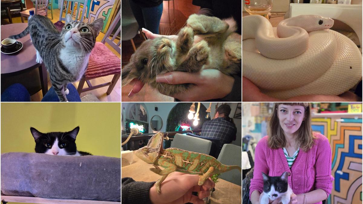 cafenele neobisnuite din bucuresti unde iti bei cafeaua langa pisici pufoase sau langa serpii megatron si olaf si tarantula roza