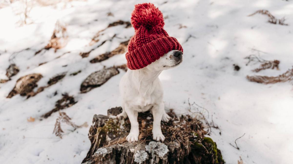 dimineata geroasa in romania temperaturile au scazut pana la 17 5 grade cum va fi vremea saptamana viitoare unde va ninge