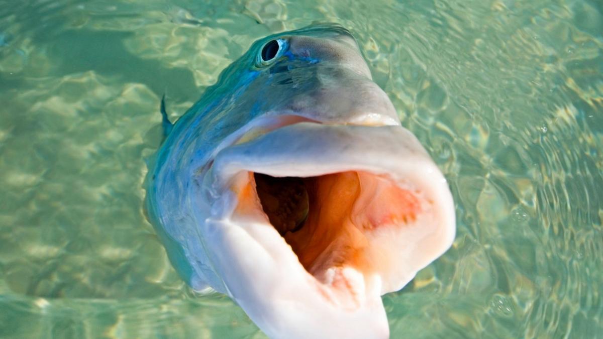 misteriosul peste care traieste 100 de ani si nu imbatraneste cercetatorii sunt bulversati