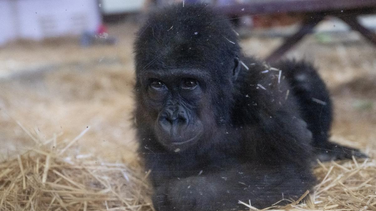 imagini cu un pui de gorila adorabil salvat de vamesi pe aeroportul din istanbul